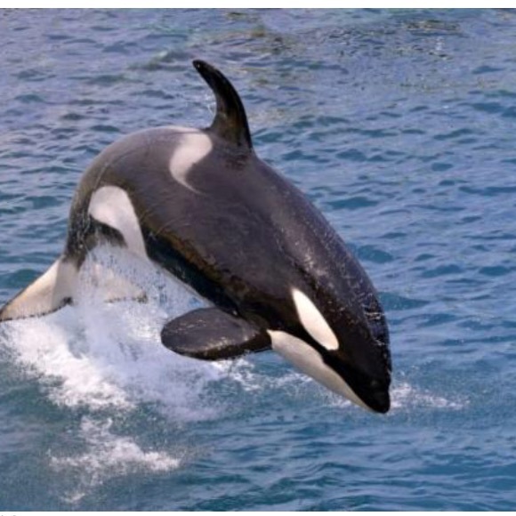 Meet your Posher, Audrey - Picture 1 of 1